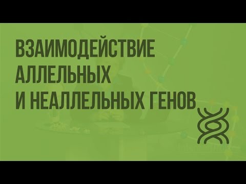 Видео: Взаимодействие аллельных и неаллельных генов. Видеоурок по биологии 9 класс