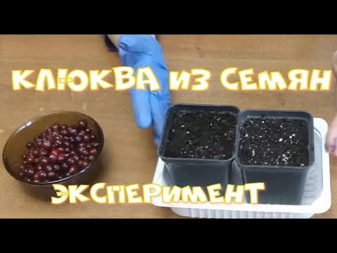 Видео: Клюква из семян  Эксперимент