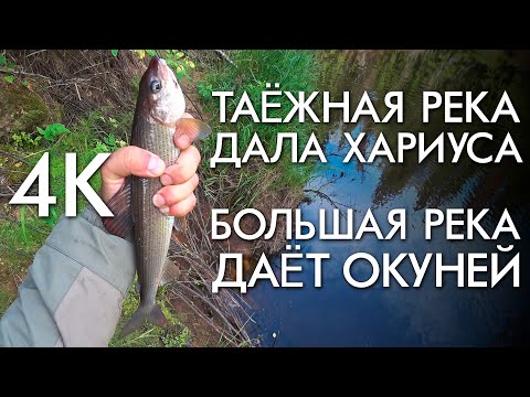 Видео: ТАЕЖНАЯ РЕКА ДАЛА ХАРИУСА / БОЛЬШАЯ РЕКА ДАЁТ ОКУНЕЙ