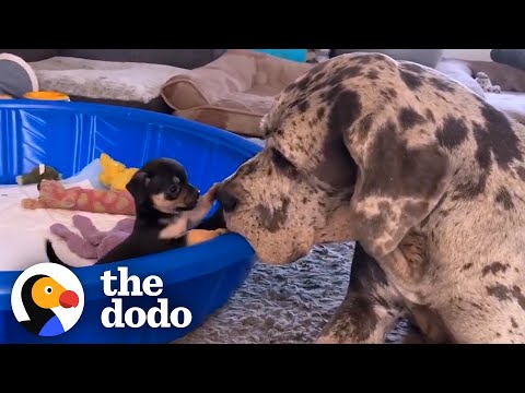 Видео: Гигантский немецкий дог вырастил сотни крошечных щенков и котят | The Dodo