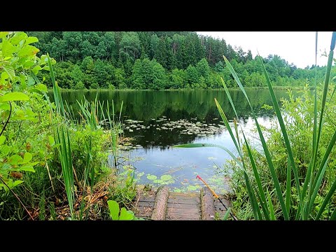 Видео: Редкая рыбалка на экраны на забытом лесном озере!