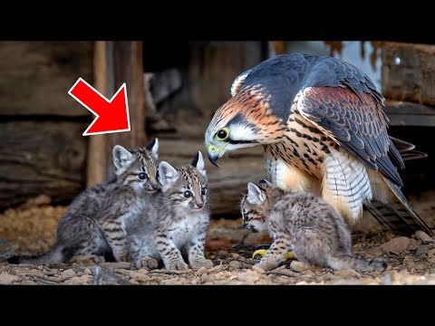 Видео: Сокол Находит Детенышей Рыси В Сарае, А Затем Делает То, Что Заставило Ученых ПЛАКАТЬ!