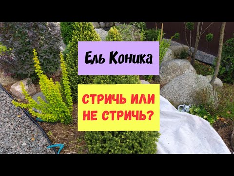Видео: Ель Коника.Стричь или не стричь?