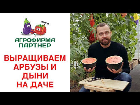 Видео: ВЫРАЩИВАЕМ АРБУЗЫ И ДЫНИ НА ДАЧЕ