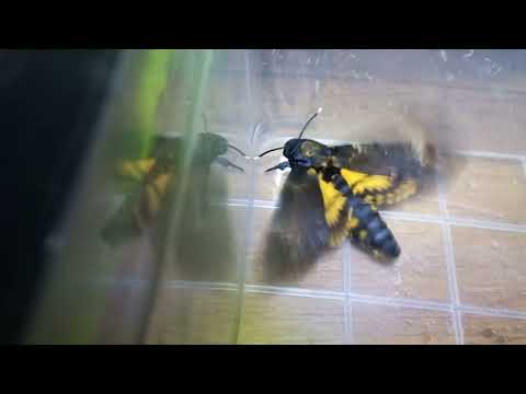 Видео: БРАЖНИК МЕРТВАЯ ГОЛОВА ТРЕПЕЩЕТ  КРЫЛЬЯМИ И ХОЧЕТ ВЗЛЕТЕТЬ HAWKMOTH, Acherontia atropos, Sphingidae,