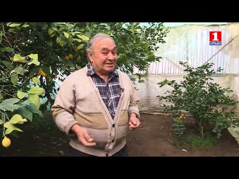 Видео: Лимонное счастье