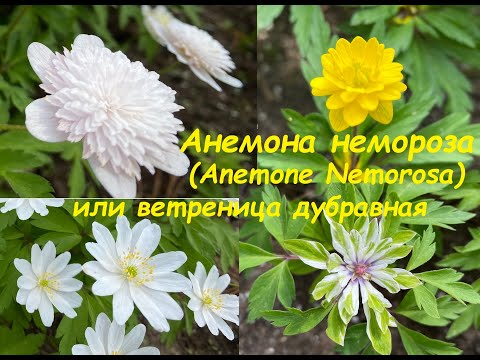 Видео: Анемона немороза (Anemone nemorosa) или ветреница дубравная