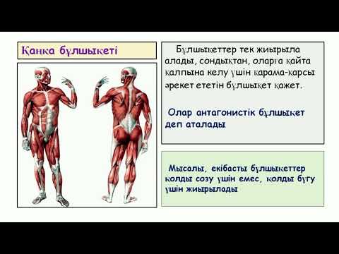 Видео: Кидирбаева Х.К. - 4. Бұлшықеттер туралы ілім - MYOLOGIA