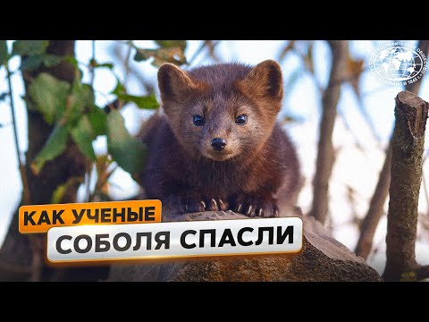 Видео: Баргузинский заповедник: как ученые соболя спасли   | @Русское географическое общество