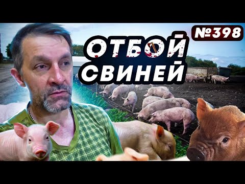 Видео: Дела сарайные - дела семейные!