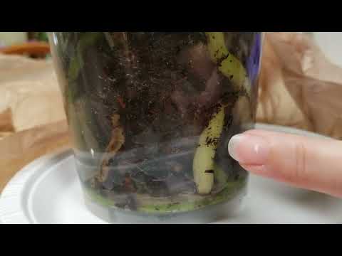 Видео: Посмотрите, как я пересаживаю орхидею фаленопсис в кору!