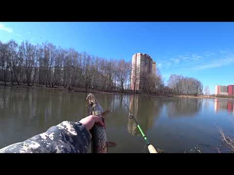 Видео: Хищник на пехорке! Рыбалка в Подмосковье!