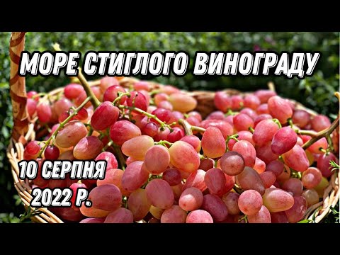 Видео: Огляд стиглого винограду.