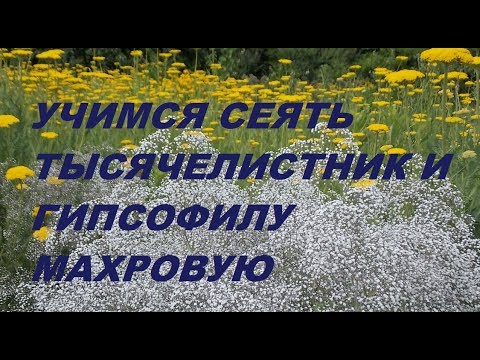 Видео: ПОРА СЕЯТЬ!Тысячелистник Таволговый и Гипсофила Махровая.