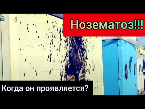 Видео: Эта болезнь может выкосить всю пасеку!