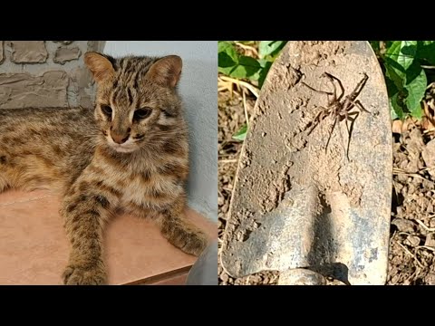Видео: У ДАЛЬНЕВОСТОЧНЫХ КОТОВ ОПЯТЬ ЧП
