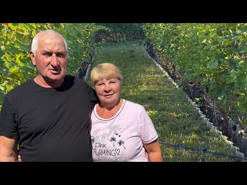 Видео: #25/4 Беларусь. 31.08.2025 В Гостях на винограднике  Александра и Людмилы Леоновых. 