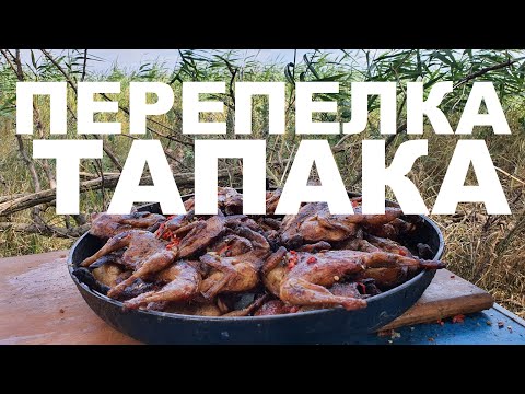 Видео: ПЕРЕПЕЛКА ТАПАКА НА ДРОВЯНОЙ СКОВОРОДЕ ОХОТА НА КУБАНИ РЕЦЕПТЫ СЮФ