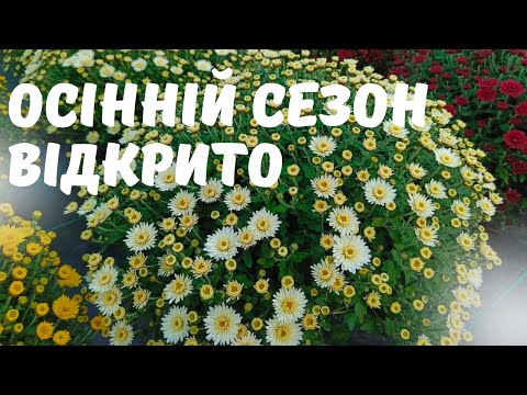 Видео: Хризантема. Наявність на 22 серпня. Як виглядає розсада на продаж.