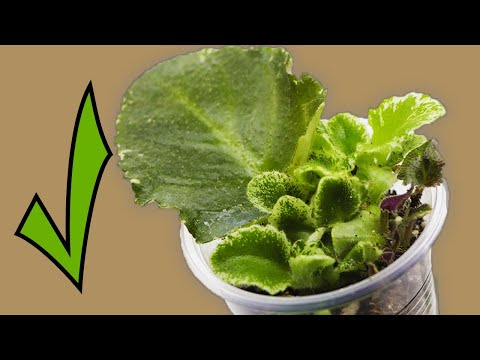 Видео: 3  САМЫХ ЛУЧШИХ СПОСОБА КАК УКОРЕНЯТЬ ФИАЛКУ В ЖАРУ! ДЕТКИ ФИАЛОК ПОЯВЯТСЯ ДАЖЕ ЛЕТОМ!