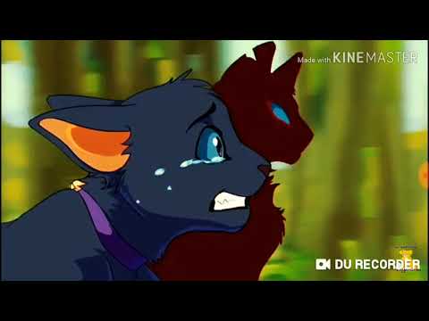 Видео: Коты воители бич клип ,,Малый повзрослел,,.