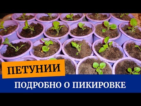 Видео: 🌸Все о пикировке петуний. Какой грунт для  рассады, когда и как пикировать петунии🌱🌸