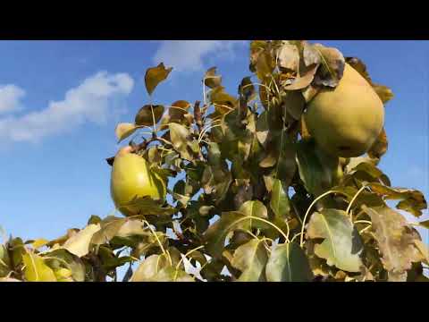 Видео: Час збирати грушки. 2022.