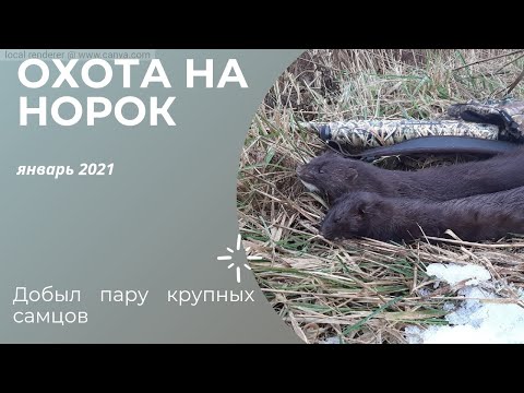 Видео: Очередная охота на норку! Добыл пару крупных самцов. Огромные норки! Январь 2021