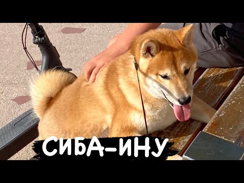 Видео: Сиба-Ину наша жизнь с собакой/наши прогулки/поводок для собаки