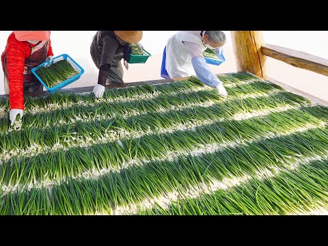 Видео: Популярная корейская кухня - 6 лучших