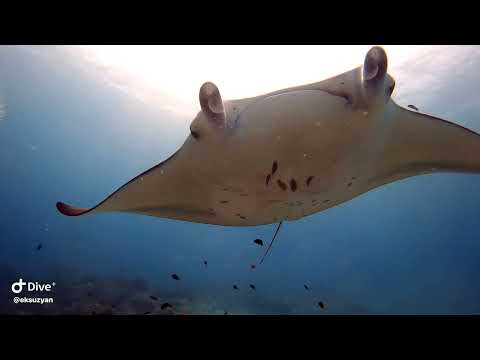 Видео: Дайвинг на Мальдивах 2025. Остров Расду. 4К. Четвёртая часть часть.