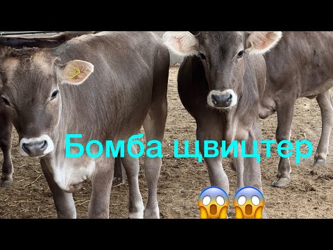 Видео: Бурый щвиц ургачы торпоктор сатылат 0704140679