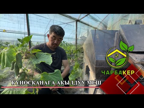 Видео: Күнөсканага акылдуу меш // ЧАРБАКЕР берүүсү