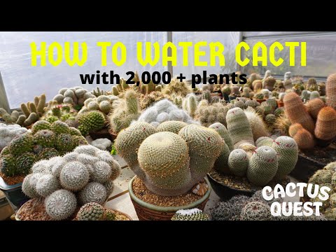 Видео: #КАКПОЛИВАТЬ #КАКТУСЫ И #СУККУЛЕНТЫ + СОВЕТЫ ПО УХОДУ с ПИТЕРОМ В.