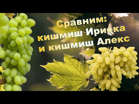 Видео: Кишмиш Ириска и кишмиш Алекс. Сравним.