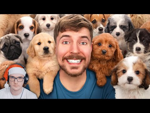 Видео: Я Спас 100 Брошенных Собак! ► MrBeast ( Мр Бист ) | Реакция