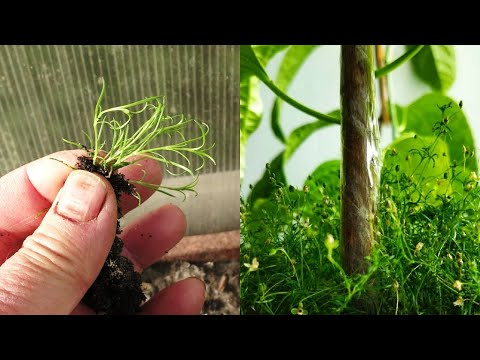 Видео: Мшанка 🍀 шиловидная (ирландский мох) - неприхотливый зелёный газон у дома или на подоконнике.