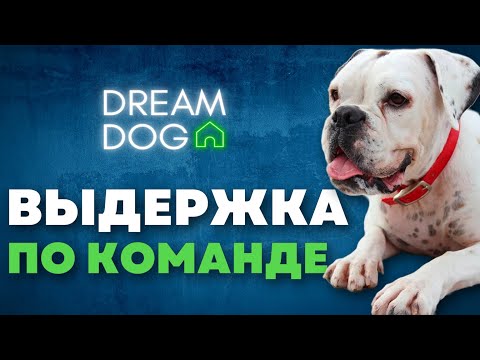Видео: Выдержка по команде 🐶 Как научить собаку не вставать с места