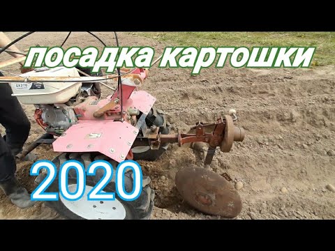 Видео: Посадка картошки 2020. Комбинированным методом.