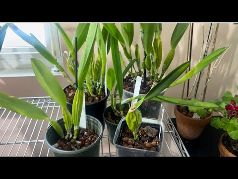 Видео: Как выглядит каттлея через 2.5 года после резки ризомы. Cattleya lobata.