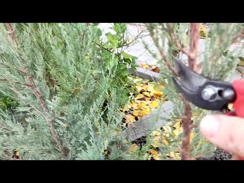 Видео: Как обрезать скальный можжевельник. .Начало формировки.