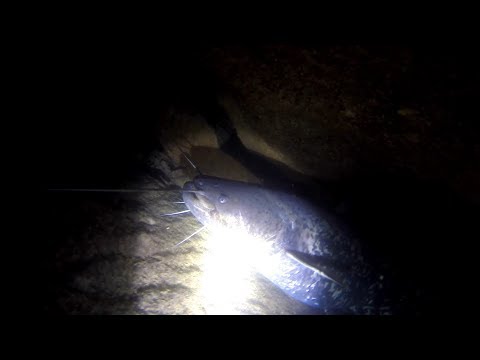 Видео: Ручний сом. Щука. Кар'єр Ужгород.