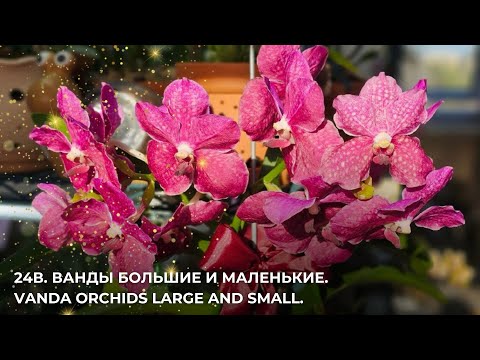 Видео: 24В. Ванды большие и маленькие.Vanda orchids large and small.