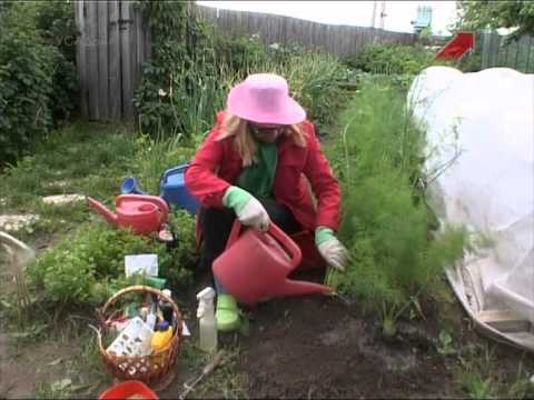 Видео: Лучки Пучки.  Серия 190.  Выращивание фенхеля и сельдерея