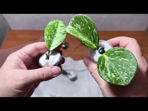 Видео: Новые растения! Распаковка!!