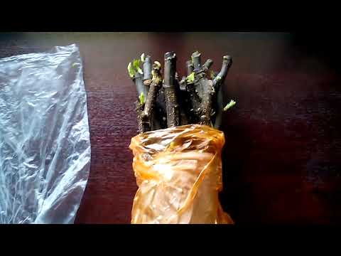 Видео: укоренение черенков инжира. самый эффективный способ