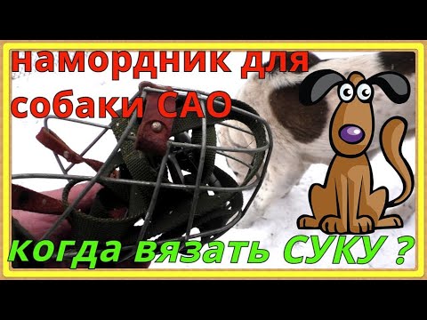 Видео: на какой день после течки можно вязать собаку,  Алабай-САО ?