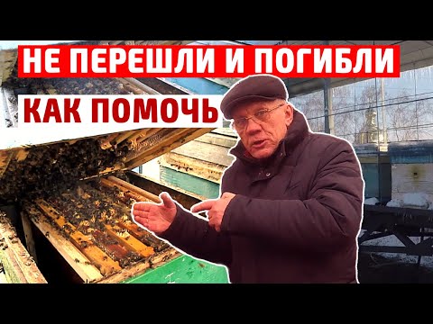 Видео: Пчелы зимой не перешли во второй корпус. Что делать? Зимовка в ДВУХ корпусах.