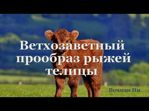 Видео: "Ветхозаветный прообраз рыжей телицы" Вочман Ни
