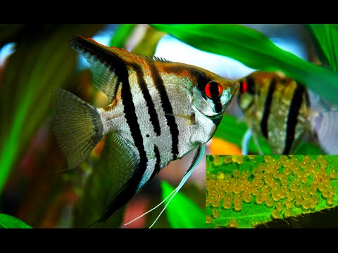 Видео: СКАЛЯРИИ. РАЗВЕДЕНИЕ СКАЛЯРИЙ. ИСКУСТВЕННАЯ ИНКУБАЦИЯ ИКРЫ